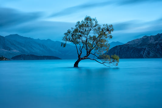 That Wanaka Tree