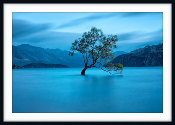 That Wanaka Tree